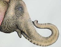 Spotted Asian Elephant 2 Fine Art Print