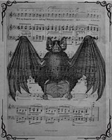 Vintage Bats 2 Fine Art Print
