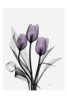 Three Purple Tulips H14 Fine Art Print