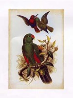 Eclectus Polychlorus Fine Art Print