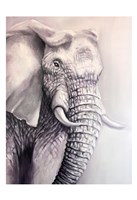 Elephant Trail 1 Fine Art Print