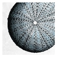 Urchin Shell 2 Framed Print