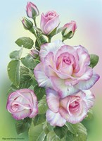 Morning Roses Fine Art Print