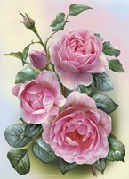 Roses Fine Art Print