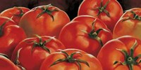 Pomodori Fine Art Print