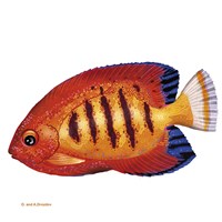 Fish 2 Red-Yellow Fine Art Print