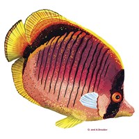 New Fish 1 Framed Print