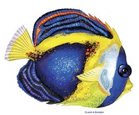 New Fish 2 Fine Art Print