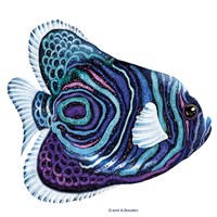 New Fish 3 Fine Art Print