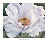 Virginia Huntington - Peony Size 39.75x34 Fine Art Print