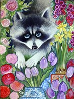 Raccoon Fine Art Print