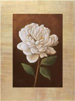 Fleur de Magnolia Fine Art Print