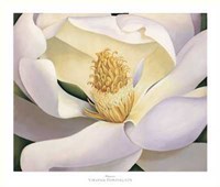 Virginia Huntington - Magnolia Size 39.75x34 Fine Art Print