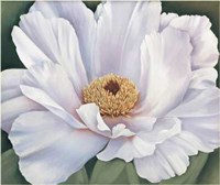 Peony Fine Art Print