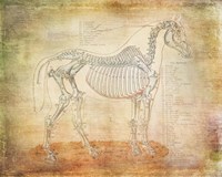 Horse Anatomy 301 Fine Art Print