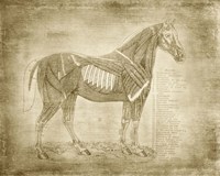 Horse Anatomy 401 Fine Art Print
