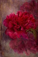 Tapestry Rose Fine Art Print