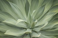 Elegant Agave Fine Art Print