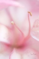 Softness Fine Art Print