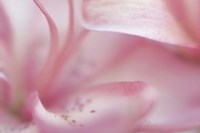 Fairy Land II Fine Art Print