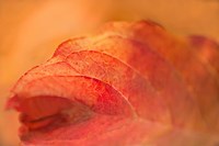 Fall Leaf Fine Art Print