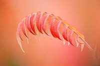Sumac Branch Fine Art Print