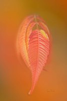 Sumac Leaf Fine Art Print
