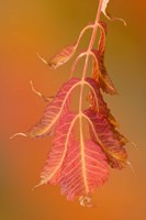 Sumac Twig Fine Art Print