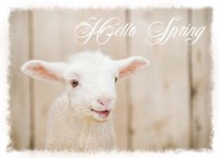 Hello Spring Lamb Fine Art Print