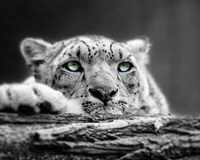 Pop of Color Snow Leopard Eyes Fine Art Print
