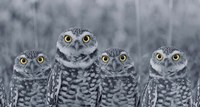 Pop of Color Burrowing Owl Family Fine Art Print