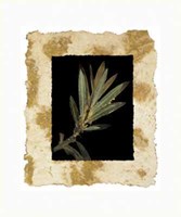 Phillip Jaeger - Floral Noir I Size 19.75x23.75 Fine Art Print