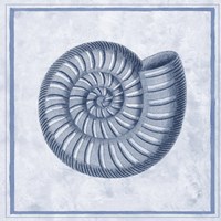 Blue Nautilus A Fine Art Print