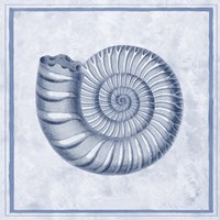 Blue Nautilus B Fine Art Print