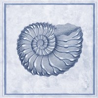 Blue Nautilus C Fine Art Print