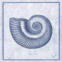Blue Nautilus D Fine Art Print