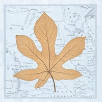 Nature's Profile A Fine Art Print