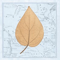 Nature's Profile D Fine Art Print