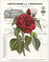 Heirloom Roses A Fine Art Print