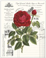 Heirloom Roses B Fine Art Print