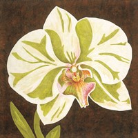Surabaya Orchid Petites A Fine Art Print