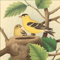 Goldfinch & Warbler A Fine Art Print
