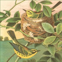 Goldfinch & Warbler B Fine Art Print
