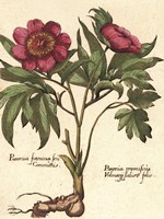 Giant Peony I Fine Art Print