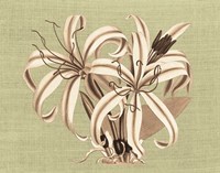 Regence Lily I Fine Art Print