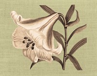 Regence Lily III Fine Art Print