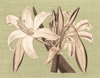 Regence Lily IV Fine Art Print