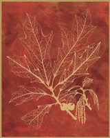 Golden Oak I Fine Art Print