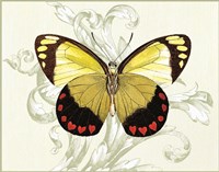 Butterfly Theme II Fine Art Print