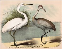 Coastal Visitors II Fine Art Print